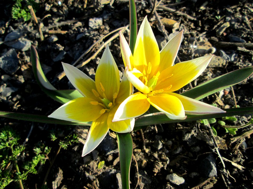 Turkestanische Tulpe (Tulipa turkestanica) in Hockenheim - Herkunft: Zentral-Asien - gesetzt in einem Grünstreifen in einer Maßnahme des Nabu Hockenheim zur Erhaltung der Artenvielfalt durch Wildblume