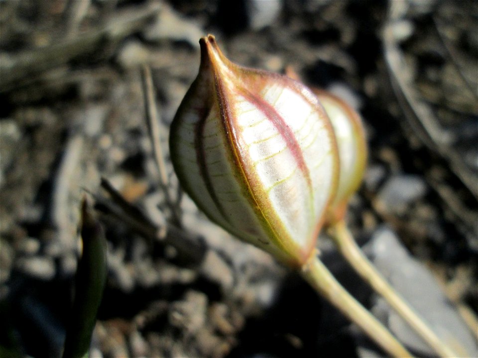 Turkestanische Tulpe (Tulipa turkestanica) im Fruchtstand in Hockenheim - Herkunft: Zentral-Asien - gesetzt in einem Grünstreifen in einer Maßnahme des Nabu Hockenheim zur Erhaltung der Artenvielfalt 