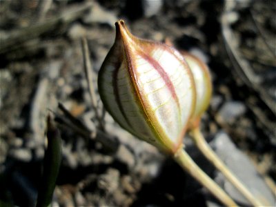 Turkestanische Tulpe (Tulipa turkestanica) im Fruchtstand in Hockenheim - Herkunft: Zentral-Asien - gesetzt in einem Grünstreifen in einer Maßnahme des Nabu Hockenheim zur Erhaltung der Artenvielfalt 
