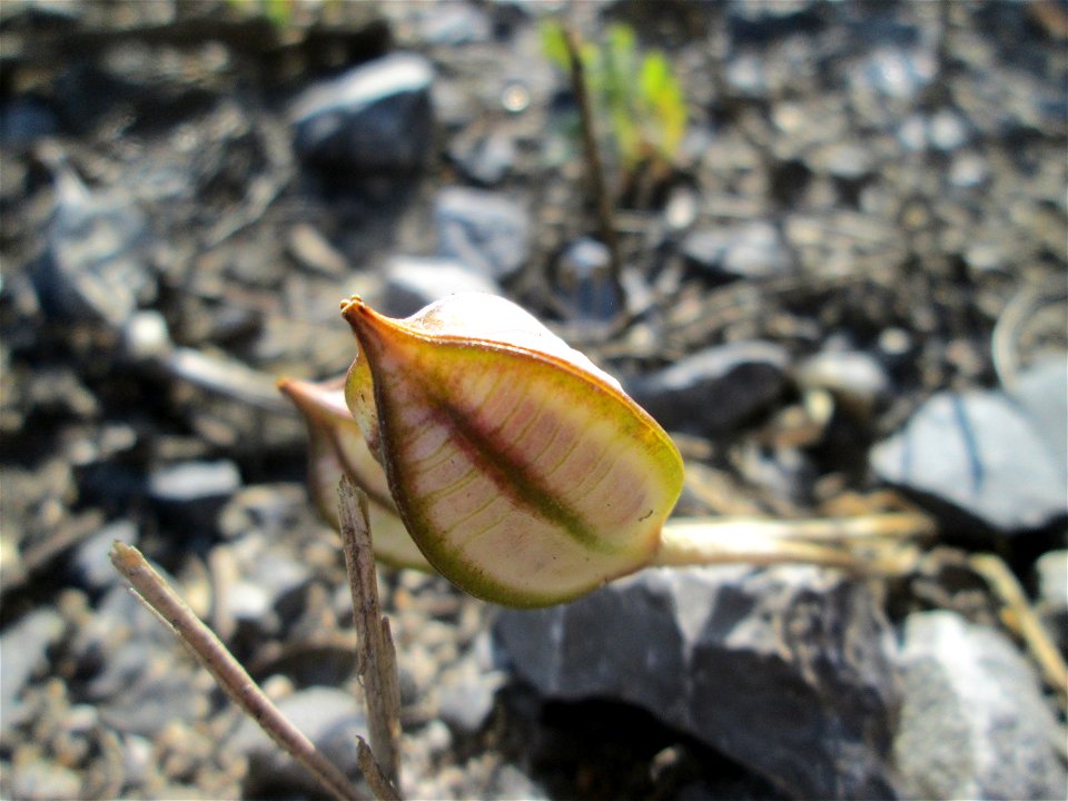 Turkestanische Tulpe (Tulipa turkestanica) im Fruchtstand in Hockenheim - Herkunft: Zentral-Asien - gesetzt in einem Grünstreifen in einer Maßnahme des Nabu Hockenheim zur Erhaltung der Artenvielfalt 