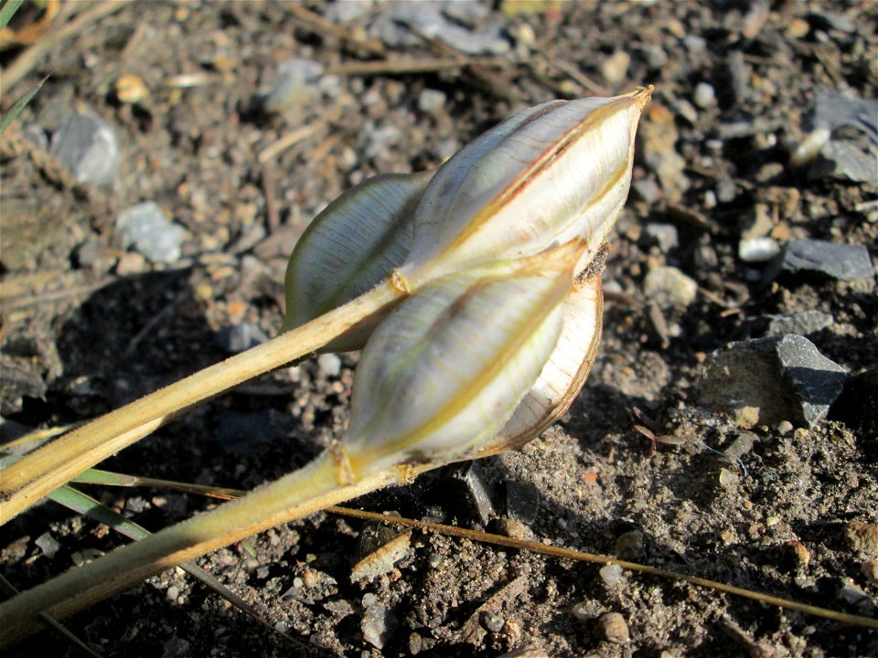 Turkestanische Tulpe (Tulipa turkestanica) im Fruchtstand in Hockenheim - Herkunft: Zentral-Asien - gesetzt in einem Grünstreifen in einer Maßnahme des Nabu Hockenheim zur Erhaltung der Artenvielfalt 