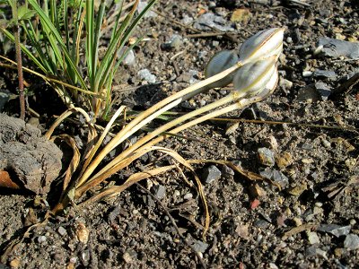 Turkestanische Tulpe (Tulipa turkestanica) im Fruchtstand in Hockenheim - Herkunft: Zentral-Asien - gesetzt in einem Grünstreifen in einer Maßnahme des Nabu Hockenheim zur Erhaltung der Artenvielfalt 