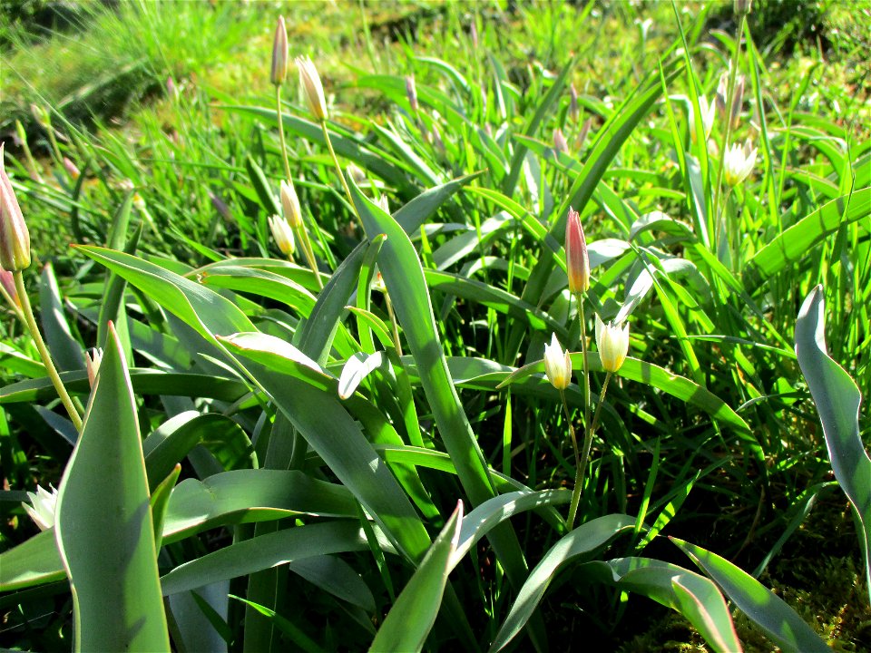 Turkestanische Tulpe (Tulipa turkestanica) im Bürgerpark Saarbrücken