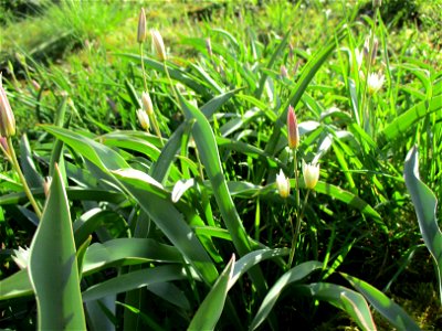 Turkestanische Tulpe (Tulipa turkestanica) im Bürgerpark Saarbrücken
