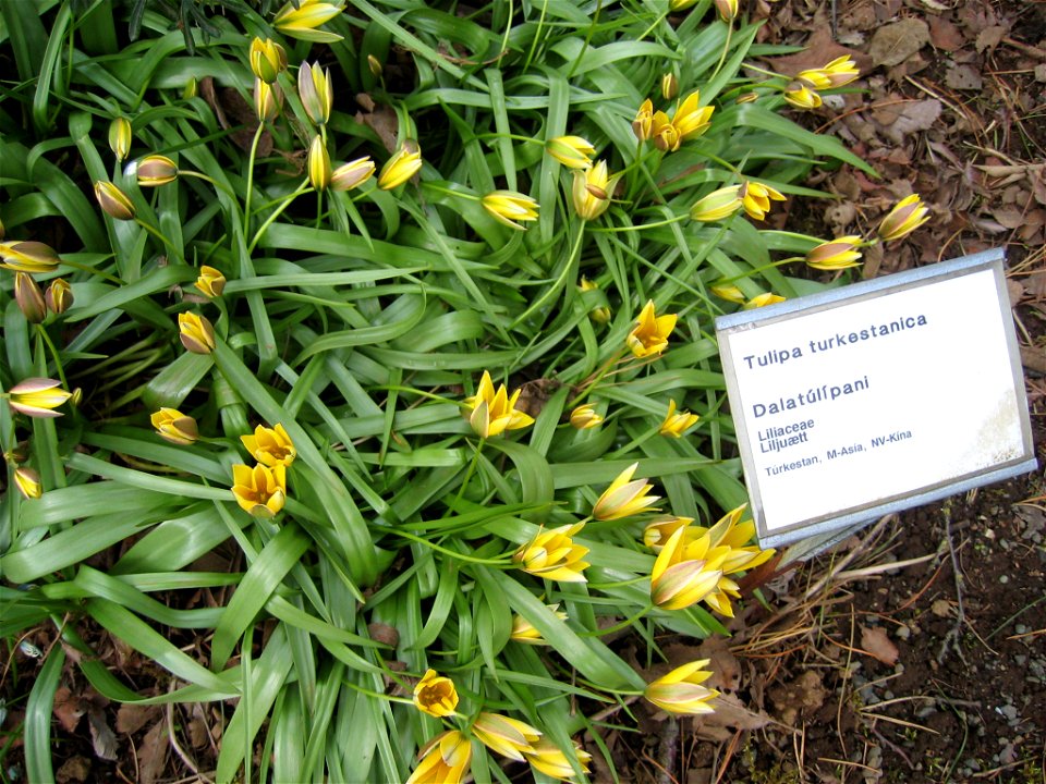 photo taken by Salvör in Grasagarður Reykjavíkur Botanical garden in Reykjavik, Iceland.