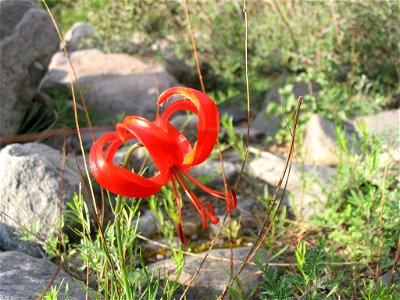 山丹丹，摄于贺兰山东麓，大水沟谷底。