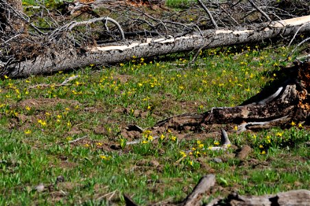 Field of Glacier Lilies on Cascade Lake Trail, Yellowstone National Park; Dodecatheon sp.; Pinus contorta large coarse woody debris photo