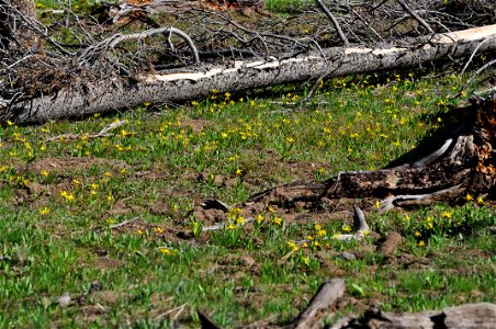 Field of Glacier Lilies on Cascade Lake Trail, Yellowstone National Park; Dodecatheon sp.; Pinus contorta large coarse woody debris