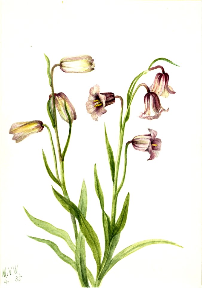Fritillary (Fritillaria biflora)