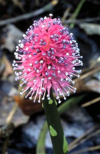 Image title: Helonias bullata flower Image from Public domain images website, http://www.public-domain-image.com/full-image/flora-plants-public-domain-images-pictures/flowers-public-domain-images-pict photo