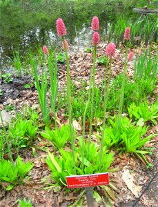 Garden in the Woods, Framingham, Massachusetts, USA.