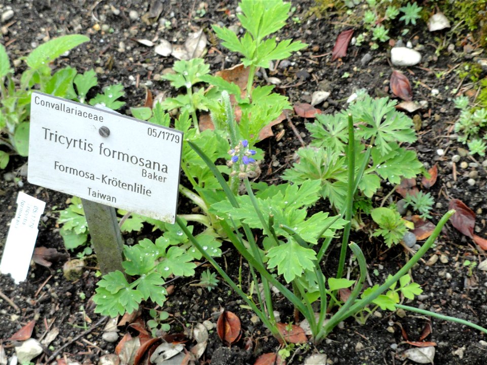 Tricyrtis formosana specimen in the Botanischer Garten München-Nymphenburg, Munich, Germany.

The pictured plant does not belong to the sign.
