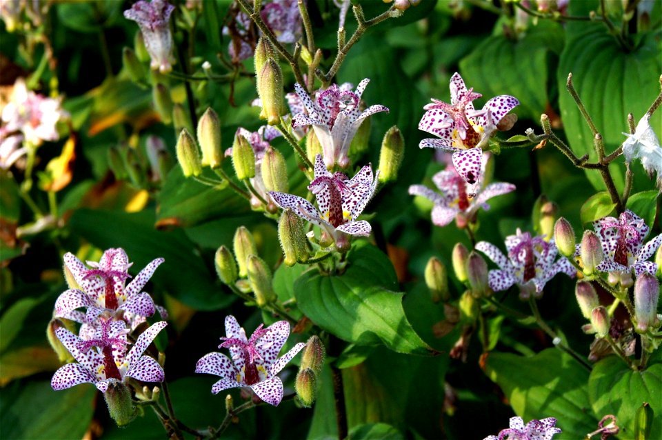 Tricyrtis formosana, (Formosa Toad Lily) Alpine garden of the Jardin des Plantes de Paris.