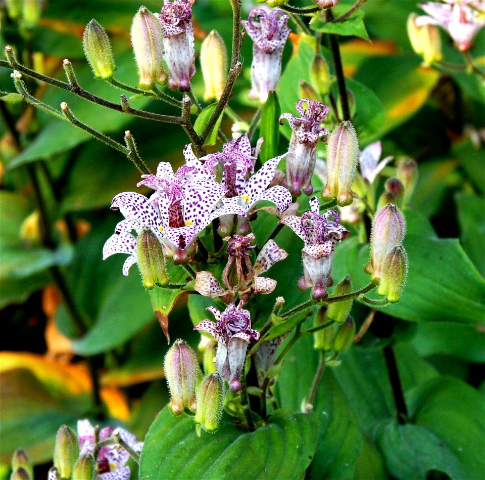 Tricyrtis formosana Baker (Formosa Toad Lily), in Jardin des Plantes de Paris