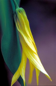 Image title: Large flowered yellow bellwort plant flower uvularia grandiflora Image from Public domain images website, http://www.public-domain-image.com/full-image/flora-plants-public-domain-images-p photo