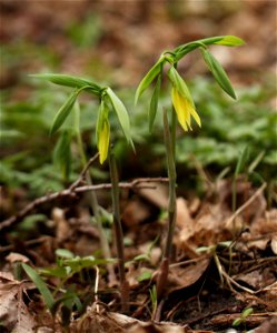 Large-flowered bellwort (Uvularia grandiflora) photographed at the Montreal botanical garden.