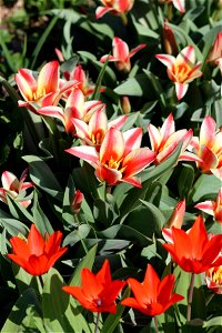 Tulipa praestans 'Fusilier' (red) and tulipa greigii 'Pinocchio' (white-red) photo