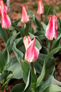 'Pinocchio' tulip