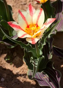Tulipa greigii 'Plasir' photo