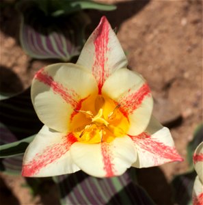 Tulipa greigii 'Plasir'. Illustration of flower variability: there are six-, seven- and eight-petal flowers. Maybe more. photo