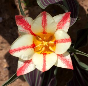 Tulipa greigii 'Plasir'. Illustration of flower variability: there are six-, seven- and eight-petal flowers. Maybe more.