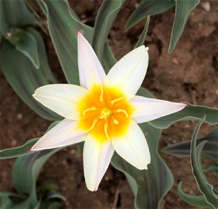 Tulipa Greigii 'White Fire' photo