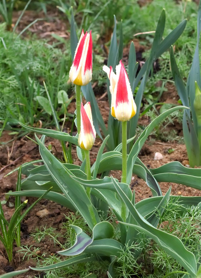 Tulipa Greigii 'White Fire' photo