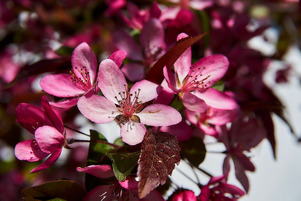 Holzapfel nature plant