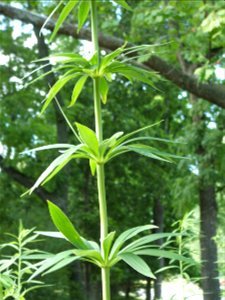 Stem of a Michigan Lily showing the whorl (botany) pattern of its leaves. photo
