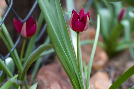 Love this little wild tulips, doing their own thing along the fence line