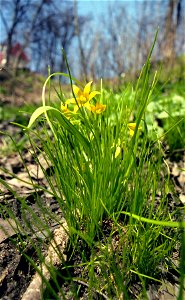 Gagea minima, Ukraine, Kiev, Khreshchaty park