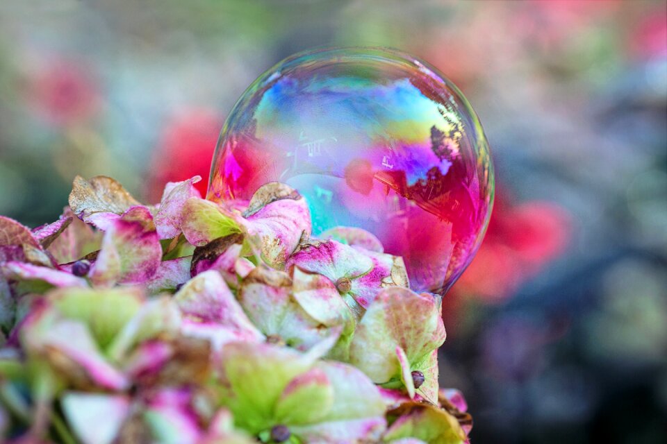 Bloom bubbles summer