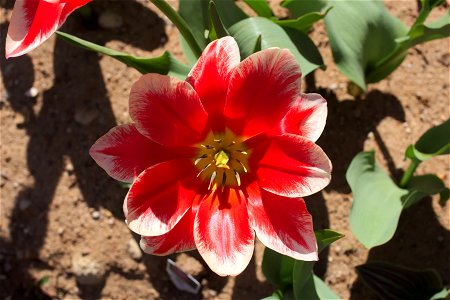 Pirand tulips have 8, 9 or 10 petals in place of normal 6 photo