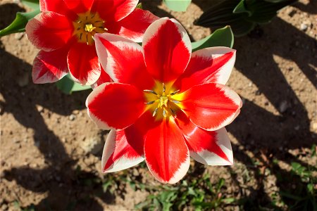 Pirand tulips have 8, 9 or 10 petals in place of normal 6