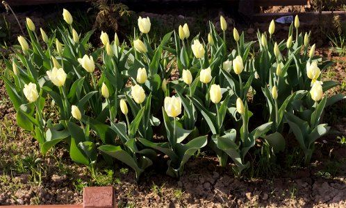 'Purissima' tulip photo
