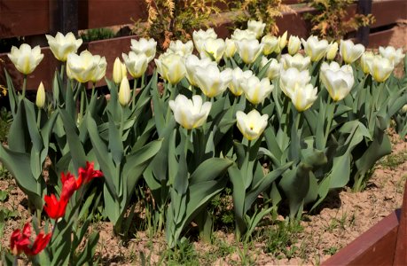 'Purissima' tulip photo