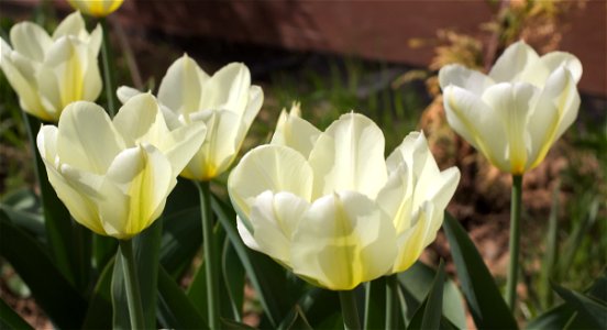 'Purissima' tulip photo