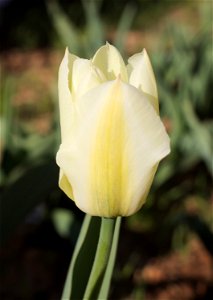 'Purissima' tulip photo