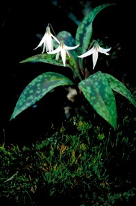 Image title: Three white trout lily flowers blossoms with green leaves erythronium albidum Image from Public domain images website, http://www.public-domain-image.com/full-image/flora-plants-public-do photo