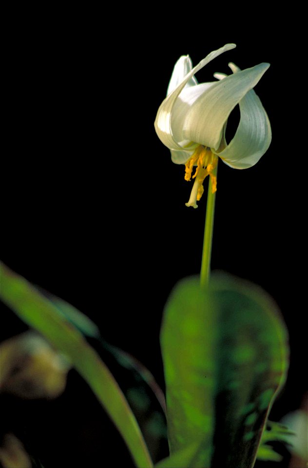 Image title: Close view of white nodding blossom
Image from Public domain images website, http://www.public-domain-image.com/full-image/flora-plants-public-domain-images-pictures/flowers-public-domain