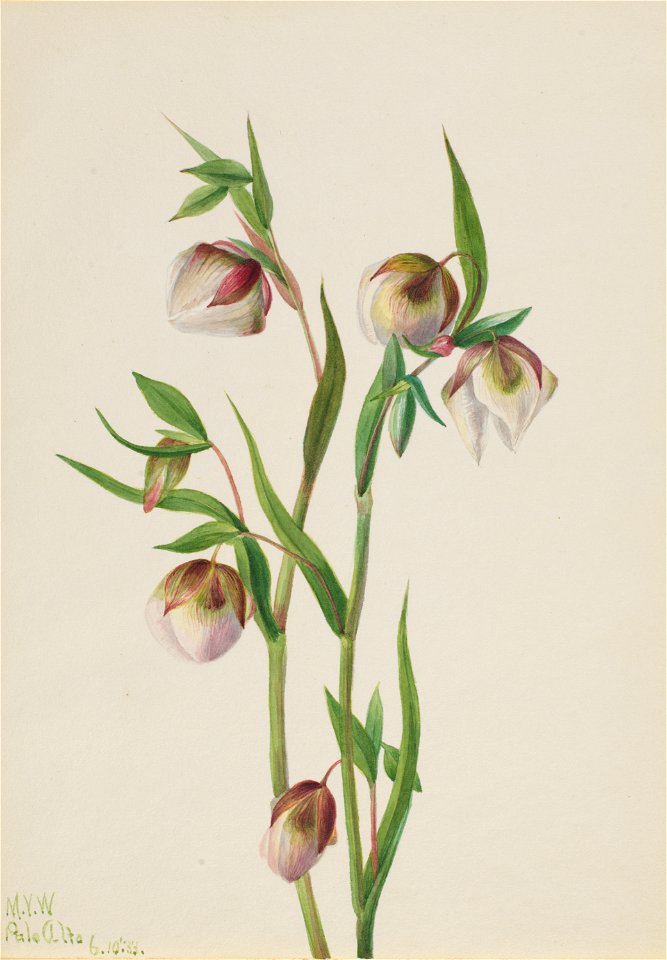 White Fairy Lantern (Calochortus albus)