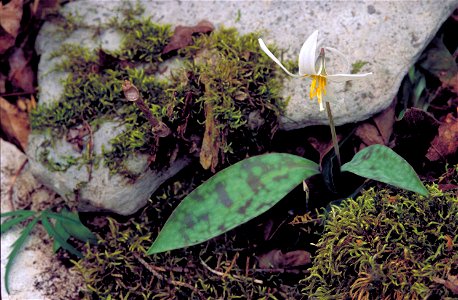 Image title: Single white nodding blossom and green spotted leaves Image from Public domain images website, http://www.public-domain-image.com/full-image/flora-plants-public-domain-images-pictures/flo photo