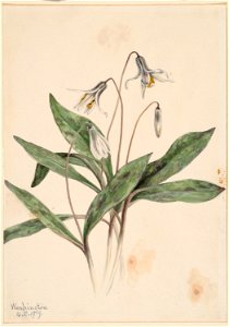 White Troutlily (Erythronium albidum)