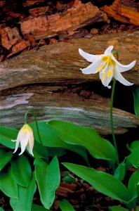 Image title: Glacier lily Image from Public domain images website, http://www.public-domain-image.com/full-image/flora-plants-public-domain-images-pictures/flowers-public-domain-images-pictures/lilies photo