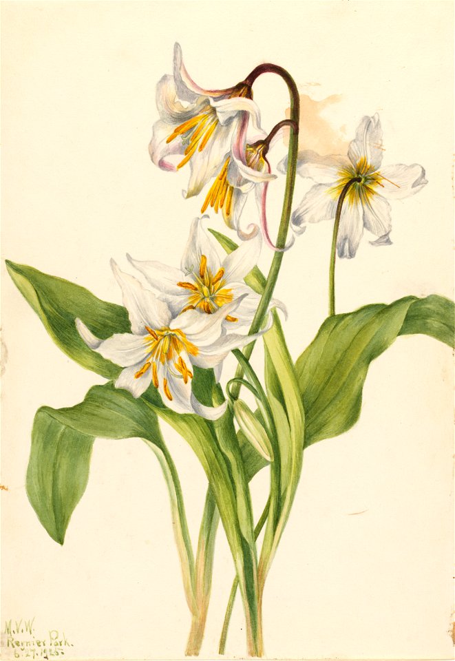 Avalanche Lily (Erythronium montanum)