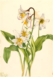 Avalanche Lily (Erythronium montanum) photo