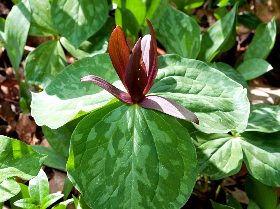 Sweet Betsy (Trillium cuneatum) at Cheekwood Botanical Garden in Nashville, Tennessee