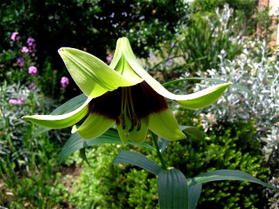 Flower of Lilium nepalense photo