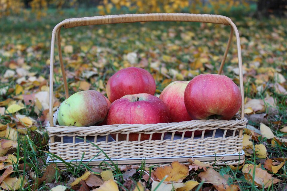 Fruit basket delicious fresh