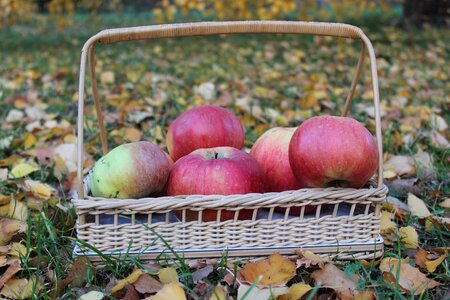 Fruit basket delicious fresh